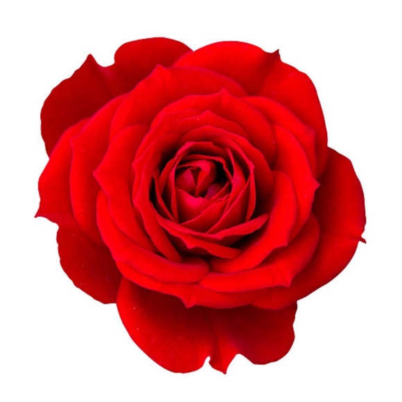 Meet your Posher, Willow - Picture 1 of 1